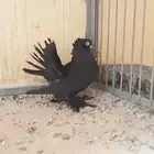 انثى كرينقو