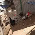 للبيع مستعجل بط و دجاج