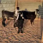 تيوس