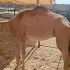 توافر حواشى وغنم بكمية وفيرة للتجار والتفريد