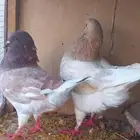 للبيع جوز كنق تب التب