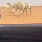 ابل للبيع العدد 17 فيها 8نياق و8 بكار ووحدة رحول