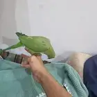 لعوب مرررة ويتكلم ويستمع