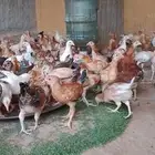 دجاج بلدي