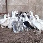 بط بعمر ثلاث شهور للبيع