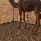 للببيع قعدان قصب