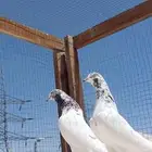 تيدي جونسرا