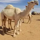 قعود طيب