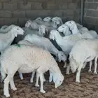 غنم  حري صنف  حرش مقنوي  جروم ونظافة شرط خلفات ودفيع ثنوات