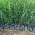 شتلات بالجمله فقط ب99 هلله واصله لموقعك