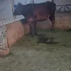 ابقار للبيع
