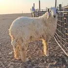 خروف حري صنف