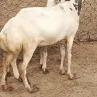 نعجه منتوج فاخره