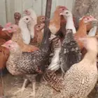 صيصان دجاج بلادي