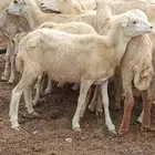 ضان