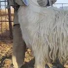 فحل نجدي ابيض