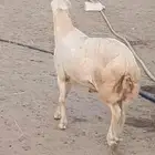 جذع مشروط أصمع