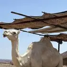 ناقه للبيع