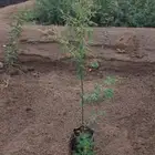 شتلات عرض ال99 هلله يابلاش