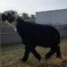 فحل ادغم خصم