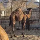 حاشي للبيع