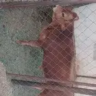 بقره والد للبيع جريسي