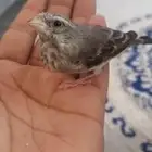 للبيع ياسمين بيور