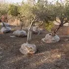 شجر زيتون طبيعي احجام وسط وكبير