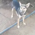 كلبه بلوسيه