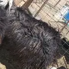 ولدا 3 الموقع تيماء