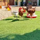 ديكه بلدي