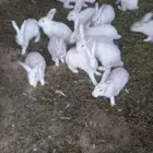 أرانب للبيع