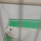 روز البينو