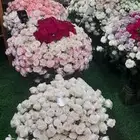 ورد كيني جملة الجملة ( استيراد )