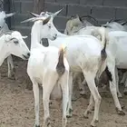 ماعز بلدي