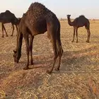 للبيع قعود قصب