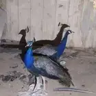 طوائيس