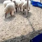 خرفان وهرافا