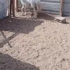 عيسية نجديه جرم حايل رباع