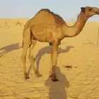 قعدان للبيع