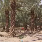 توريد سياج امني وتوريد اشجار ونخيل