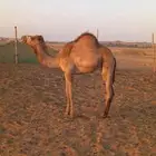 تبوك القليبه