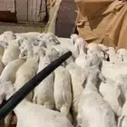 بهم العدد 55 فيه خمس رخال فقط