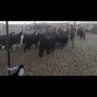 معزاء العدد 28 المواليد 4 يتبعها 6 فيها 16 فحص سونار