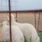 خرفان كفو طرف وشعره ماشاءالله طليان فاخره