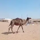 ناقه مجهم كفو مموت حليبها وافر