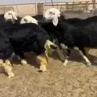 رخال نجد درجه اولى شعره وطرف صنف مقنوي