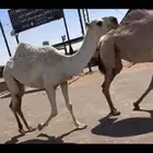 رمانيه حقه عليها 19 ألف من شايف وحايف