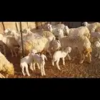 غنم حرش مقنوي مراح واحد عدد 60 مولد فيها 15 يتبعها 16