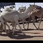 بكار كفو لقايا العدد 7 رمانيان